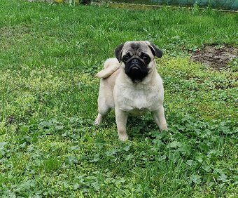 Predam Mops steniatko - 6