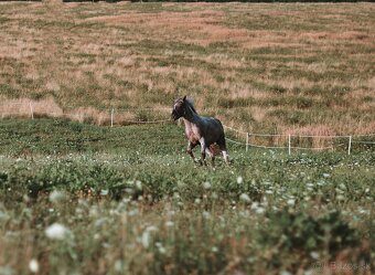 Appaloosa pripúšťanie - 6