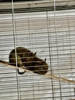 Darujem samičky osmaka degu - 6