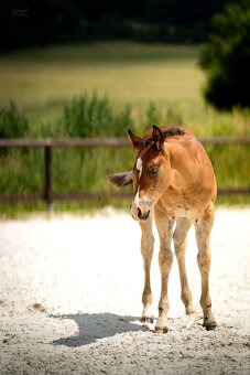 Bay hřebec American Quarter Horse, reining původ, matka s PE - 6