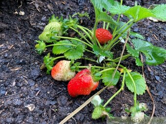 rekreačný dom-chata Podhájska - 6