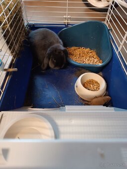 Predáme zajkov aj jednotlivo - 6