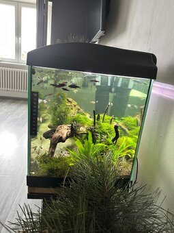 Predám plne vybavené akvárium 80x35x41 ✅ - 6