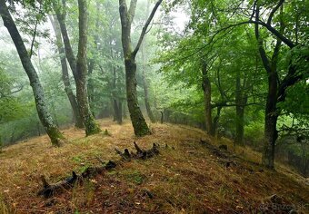 Nikon Z 24-70mm F/4 S - 6