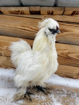 Kohút hodvabničky (Silkie) - 6