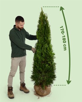 TUJE SMARAGD 220-250cm AKCIA 25€ - 6