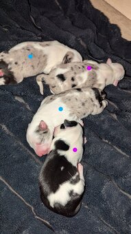 Border colia- blue merle - 6