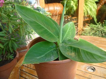 Agáve americká, bananovník - 6