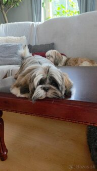 Šteniatka shih tzu s PP - 6