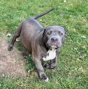 American Bully s PP - 6