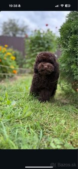 čokoládoví chlapci toy pudel - 6