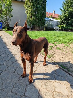 Doberman - 6
