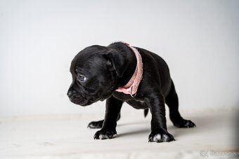 Staffordshire bullterrier - 6