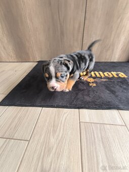 American bully pocket - 6