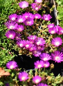 Ponúkame ozdobné rastliny - 6