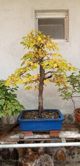 bonsai,bonsaj-DUB 7 - 6