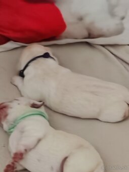 Labrador retriever -šteniatka s PP - 6