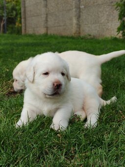 Labrador retriever -šteniatka s PP - 6
