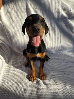 Doberman - 6
