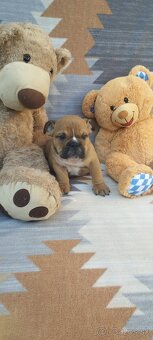 Anglický bulldog - 6