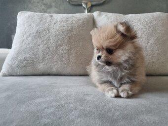 Predám šteniatka POMERANIANA - 6