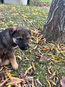 Predám šteniatka - 6