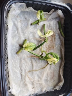 Monsters adansonii variegata (monkey masck) - 6