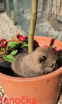 Pomeranian Boo mini - 6