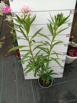 Oleander , Leander - 6