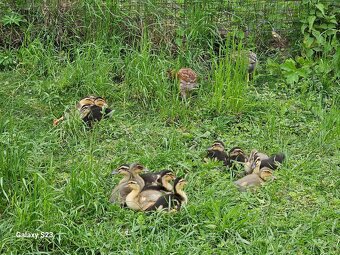 Predám kačacie nasadové vajíčka - 6