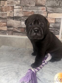 Sharpei - 6