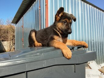 Šteniatka Nemecký Ovčiak - 6