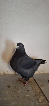 Holuby gigant homer - 6