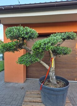 Predám Olivovník bonsai - 6