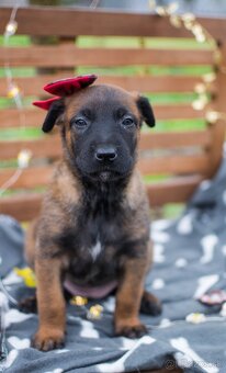 Belgický ovčiak malinois, šteniatka s PP - 6