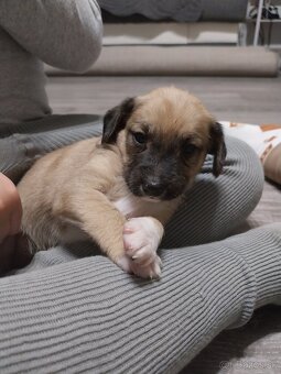 Darujem šteniatka - 6