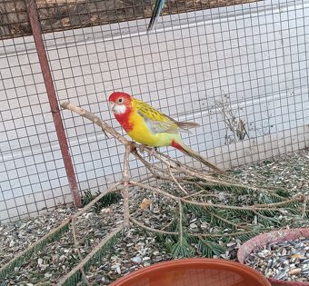 Predám rozely pestré - 6