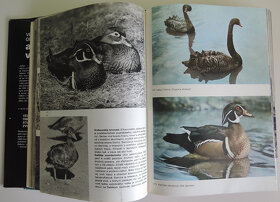 Veľký obrazový atlas vtákov; Jan Hanzák - 6