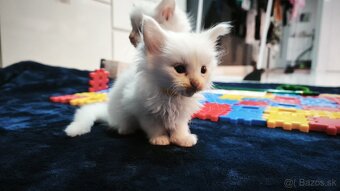 MAINE COON mačiatka , snehobiely kocurikovia - 6