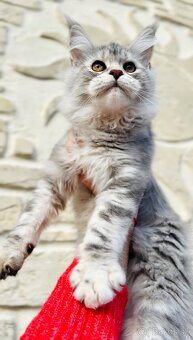 HEIDI 🤍 s PP Maine Coon Mainská myvalia - 6
