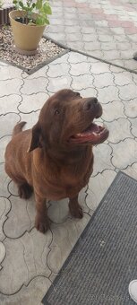 Labrador na krytie - 6