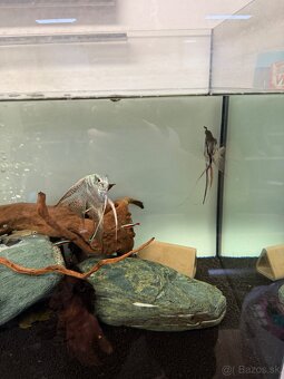 300L akvárium so skrinkou, technikou, rybičkami a dekoracie - 6