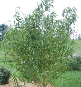 Vŕba pokrútená, rýchlo rastúci strom. Salix erythroflexuosa - 6