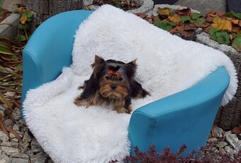 Yorkshire terrier - 6