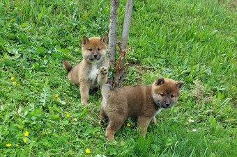 shiba inu - 6