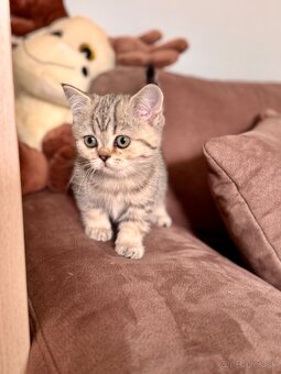 Škótska klapouchá mačka, scottish fold,straight s PP - 6