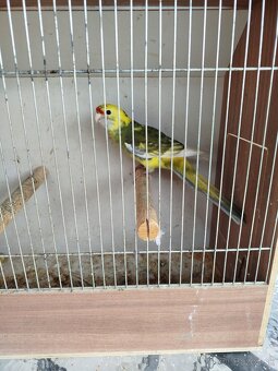 NOFEMA, ROZELA a AGAPORNISI - 6