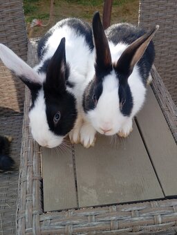 Holandský zakrslik - 6