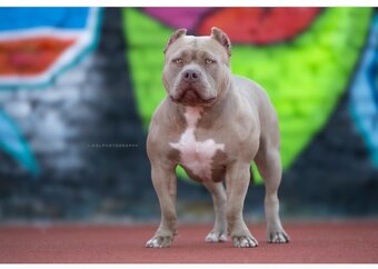 American bully s PP - 6
