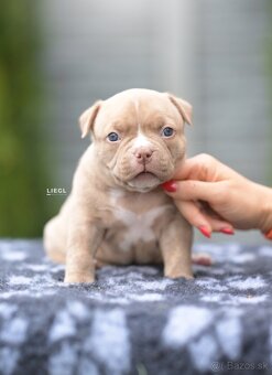 American bully s PP - 6